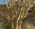 Commiphora molmol